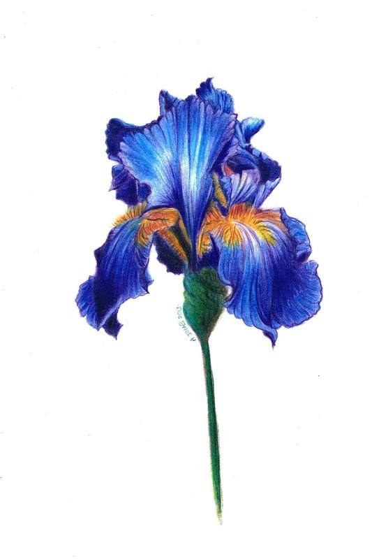 533x800 Painting Of An Iris Flower - Iris Flower Drawing