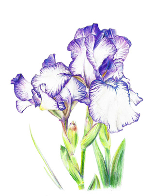 320x404 A Drawing Of An Iris Flower Using Coloured Pencils It Was Fun - Iris Flower Drawing