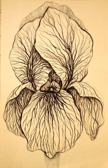 375x583 Black Flower Iris Antique White Drawing - Iris Flower Drawing