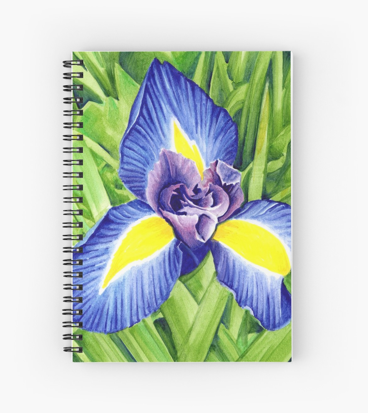 1171x1313 Blue Iris Flower, Attingham Park - Iris Flower Drawing