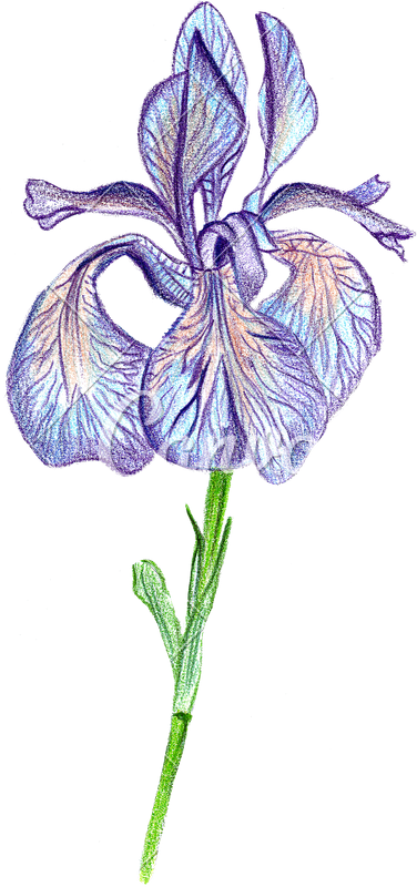 376x800 Hand Drawing Of The Iris Flower - Iris Flower Drawing