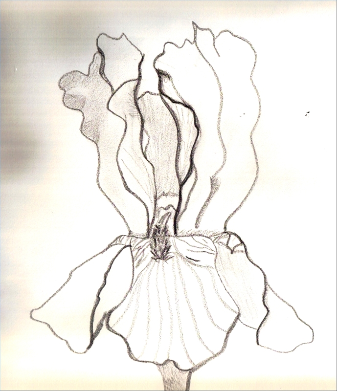 689x800 how to draw iris flowers sciencing - Iris Flower Drawing