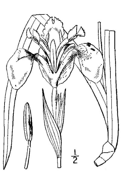 400x600 Gisd - Iris Line Drawing