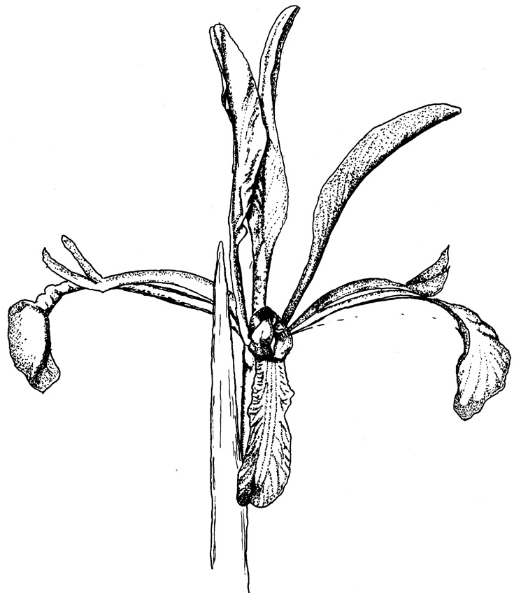 735x848 Galleryofprieslinedrawings Lt Hist Lt Iris Wiki - Iris Line Drawing