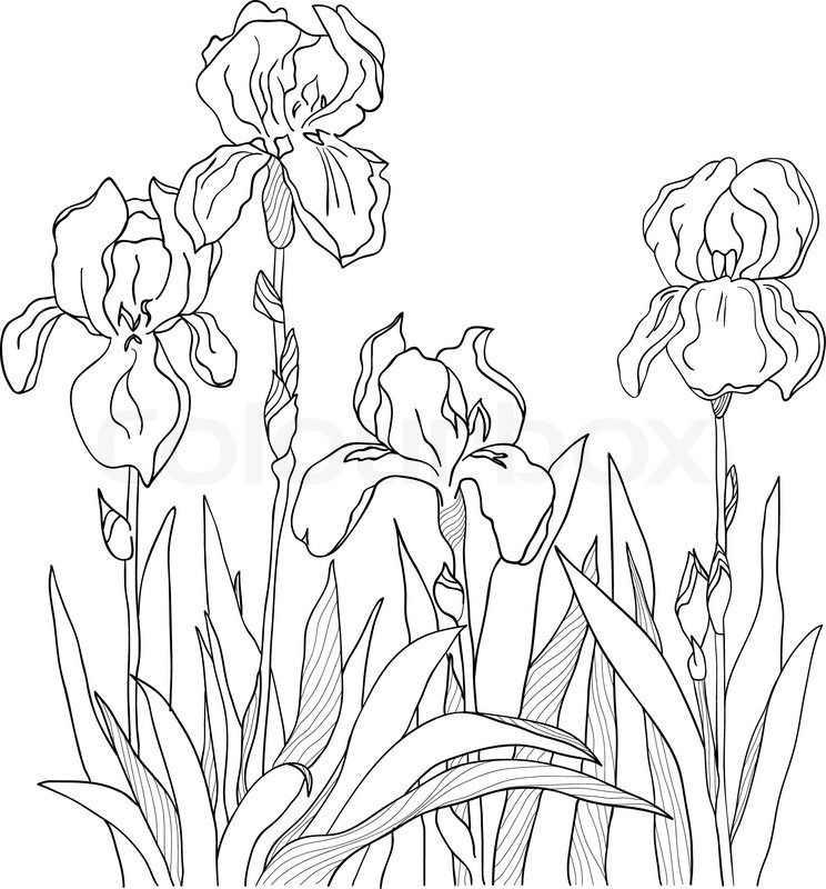 744x800 Iris Outline Drawing - Iris Line Drawing