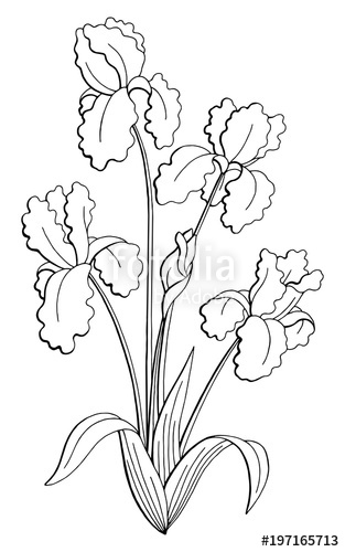 313x500 Iris Flower Graphic Black White Isolated Bouquet Sketch - Iris Line Drawing