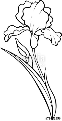 257x500 Iris Flower Silhouette Vector Tattoo Illustration Stock Image - Iris Line Drawing