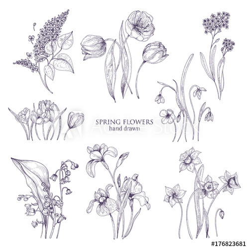 500x500 Set Of Gorgeous Botanical Drawings Of Spring Flowers - Iris Line Drawing