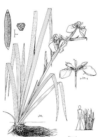 340x469 Yellow Iris Ontario Ca - Iris Line Drawing
