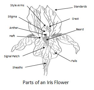 299x288 All About Bearded Iris Catrina's Garden - Iris Line Drawing