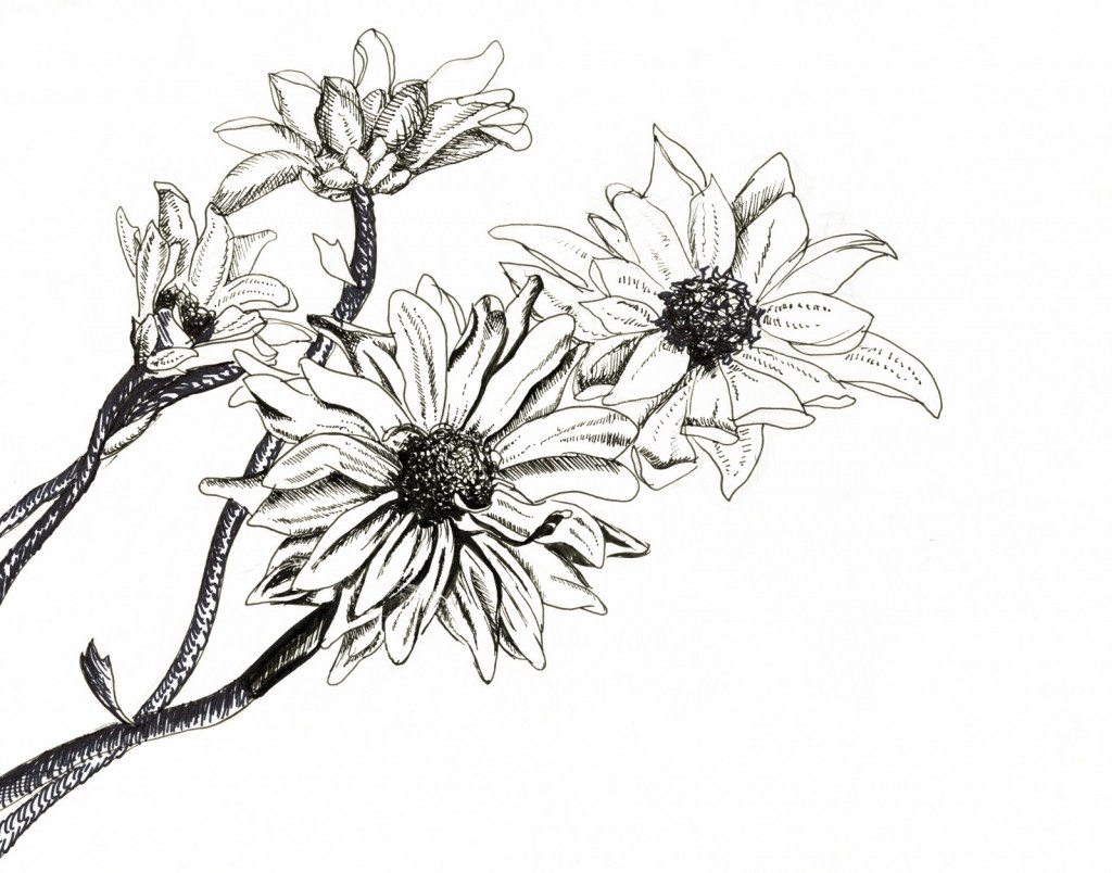 1024x804 drawing made easy flowers and botanicals simple line drawing - Iris Line Drawing