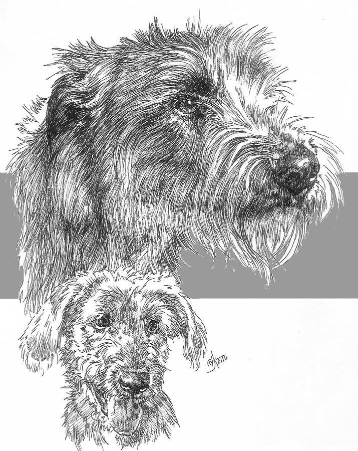 715x900 Irish Wolfhound And Pup Drawing - Irish Wolfhound Drawing