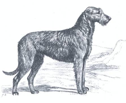 Irish Wolfhound Drawing at PaintingValley.com | Explore collection of ...