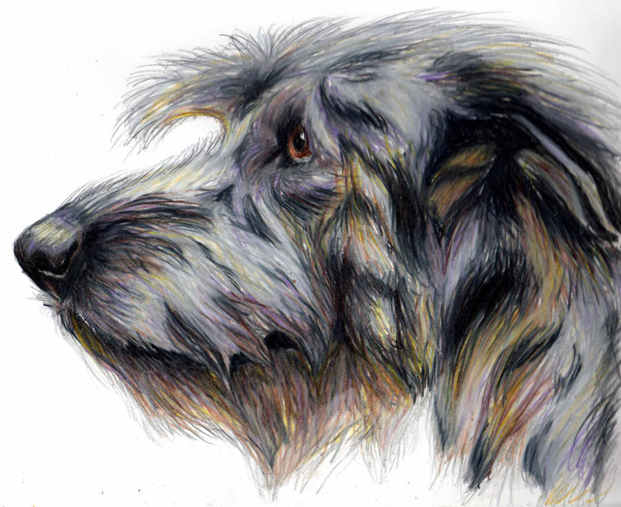 900x736 Irish Wolfhound D - Irish Wolfhound Drawing