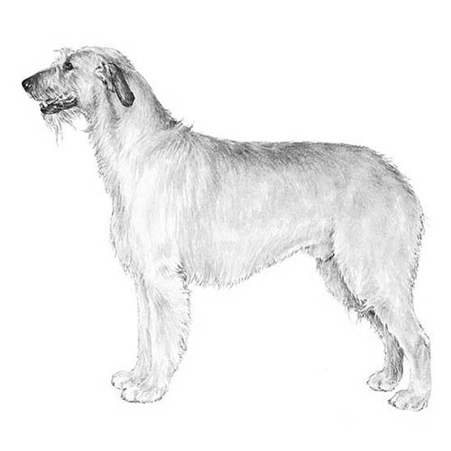500x500 Irish Wolfhound Dog Breed Information - Irish Wolfhound Drawing