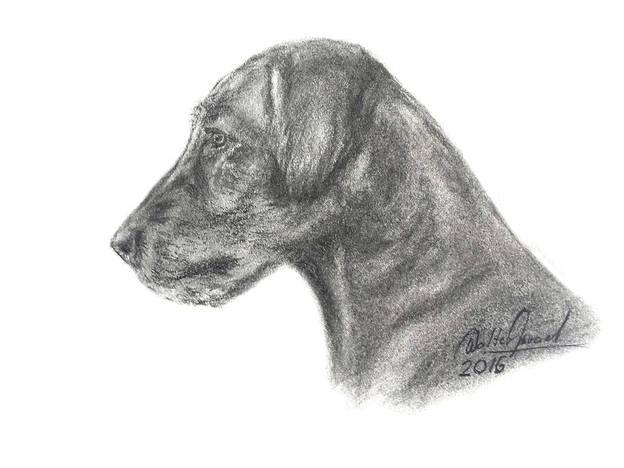 900x675 Irish Wolfhound Drawing - Irish Wolfhound Drawing