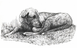 250x156 Irish Wolfhound Original Pen And Ink Drawing - Irish Wolfhound Drawing