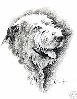 312x400 Irish Wolfhound Pencil Drawing X Art Dog Print Signed Djr - Irish Wolfhound Drawing