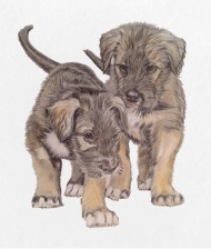 190x224 Irish Wolfhound Small Buttons Spreadshirt - Irish Wolfhound Drawing