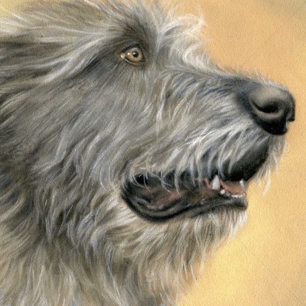 Irish Wolfhound Drawing at PaintingValley.com | Explore collection of ...