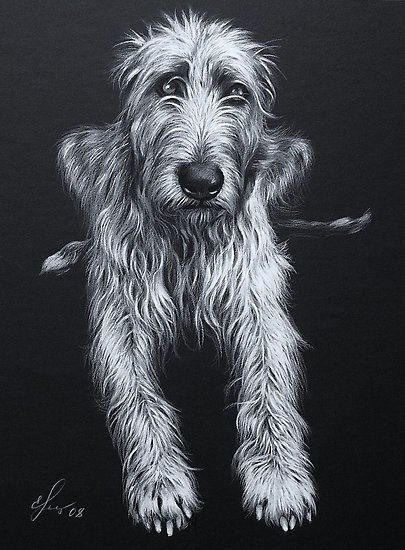 405x550 Sascha - Irish Wolfhound Drawing