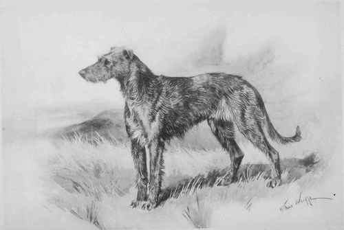 500x335 Chapter Xi The Irish Wolfhound - Irish Wolfhound Drawing