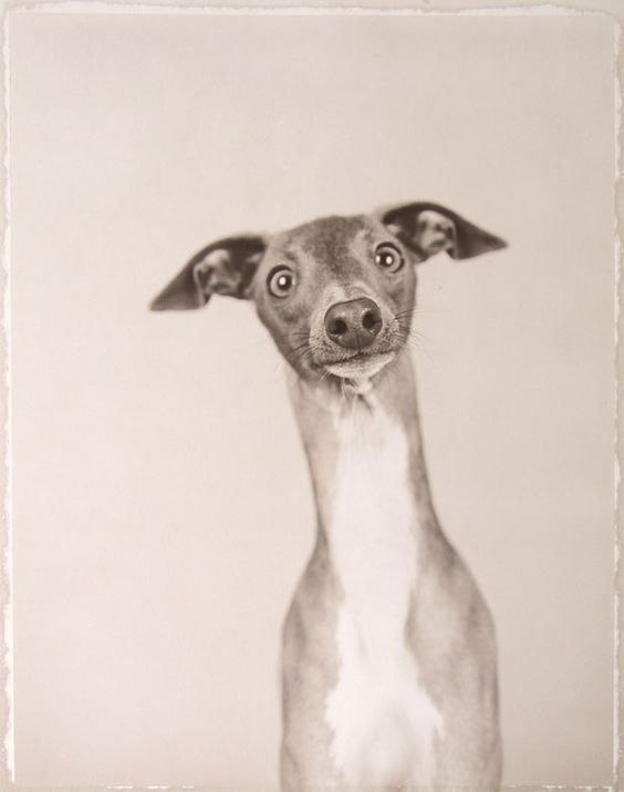 564x715 image result for chubby italian greyhound drawing writer - Italian Greyhound Drawing
