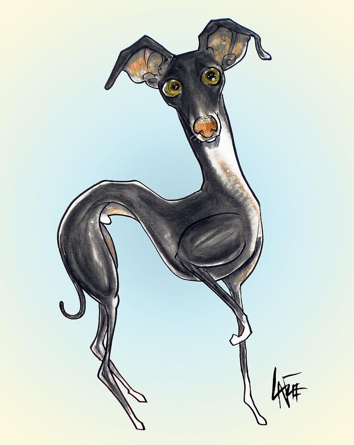 716x900 italian greyhound - Italian Greyhound Drawing