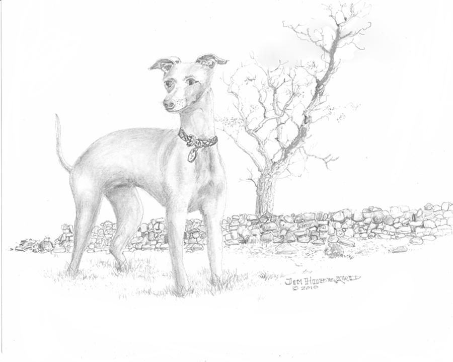 900x719 italian greyhound drawing - Italian Greyhound Drawing