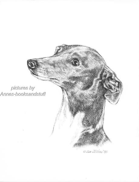 Italian Greyhound Drawing at PaintingValley.com | Explore collection of ...