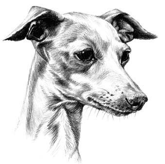Italian Greyhound Drawing at PaintingValley.com | Explore collection of ...