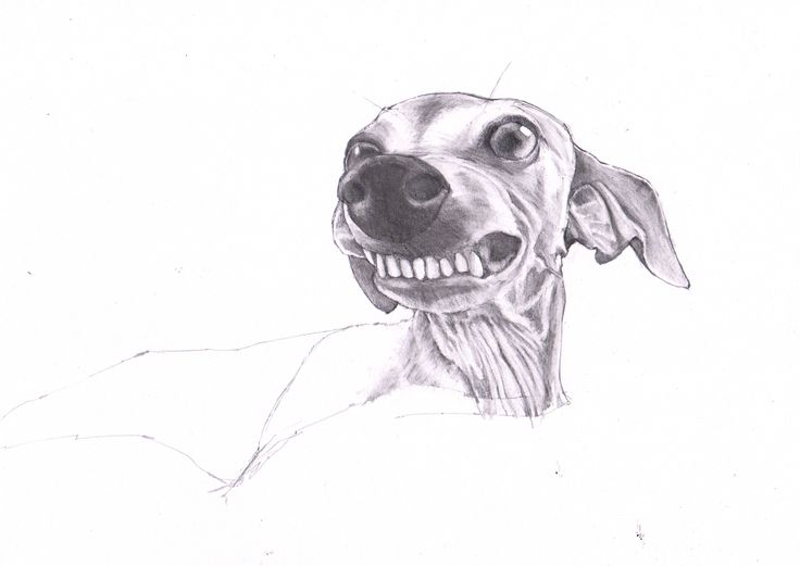 736x521 italian greyhound drawing - Italian Greyhound Drawing