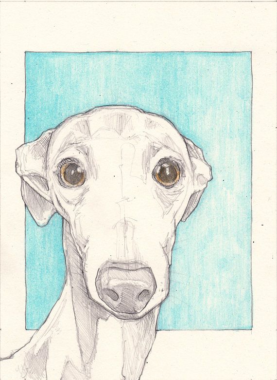 570x780 italian greyhound drawing an original greyhound - Italian Greyhound Drawing