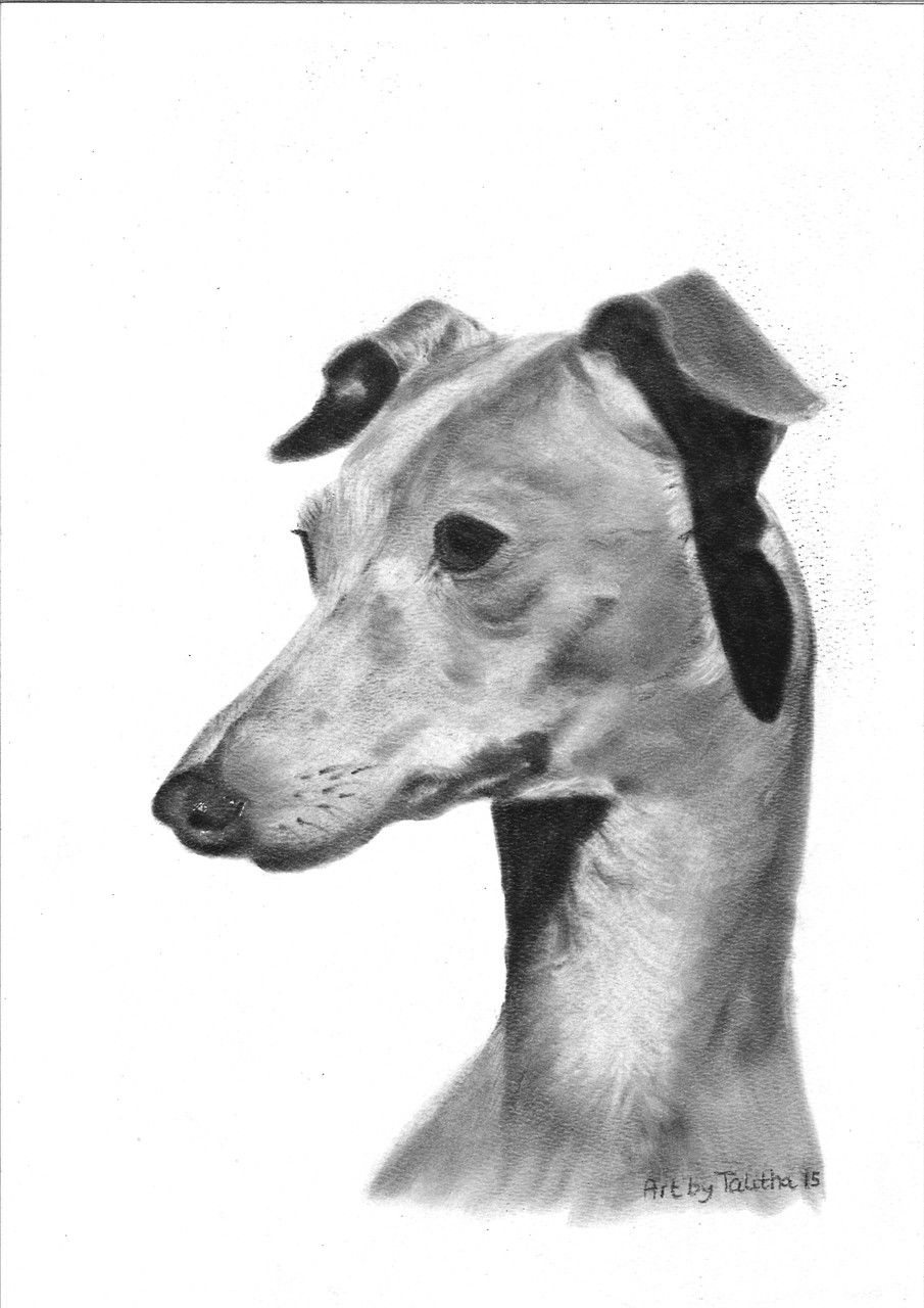 Italian Greyhound Drawing at PaintingValley.com | Explore collection of ...