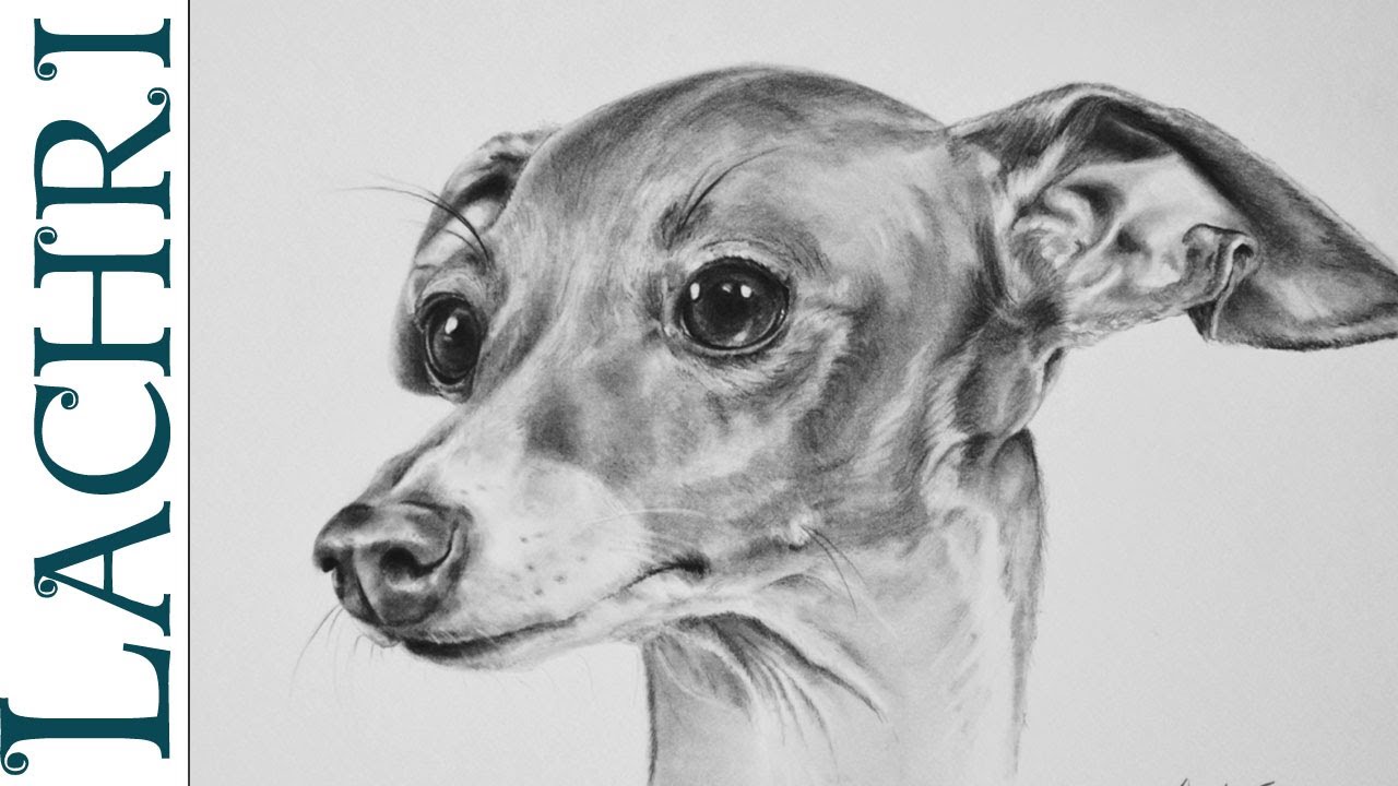 1280x720 time lapse italian greyhound graphite pencil speed drawing - Italian Greyhound Drawing