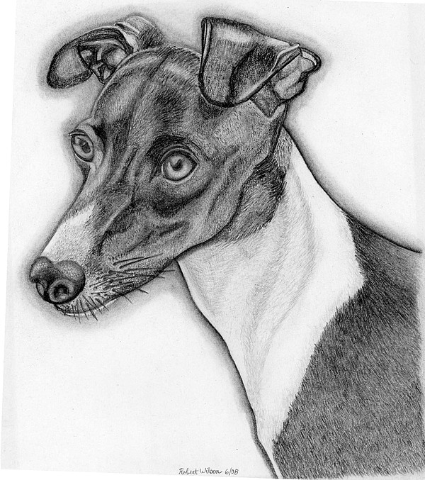 Italian Greyhound Drawing At Paintingvalley.com 