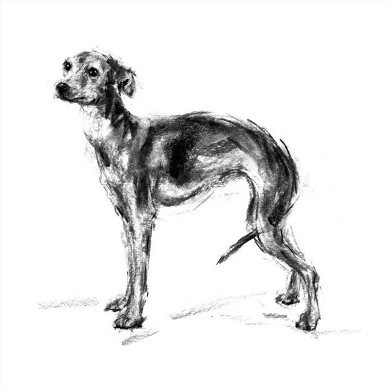 Italian Greyhound Drawing at PaintingValley.com | Explore collection of ...