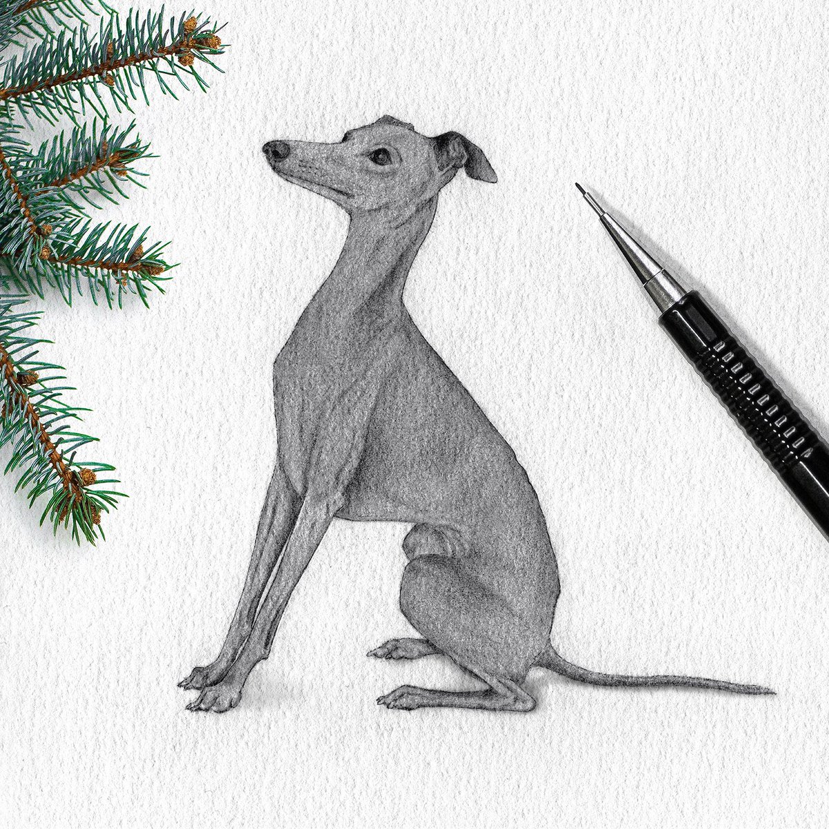 1200x1200 dora figalga on twitter waiting for santa treat - Italian Greyhound Drawing