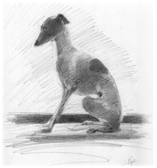 606x650 drawing italian greyhound drawings and illustrations for sale - Italian Greyhound Drawing