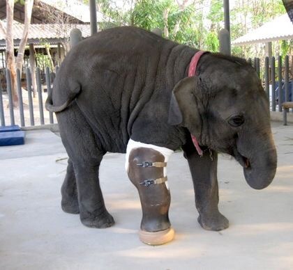 420x388 ivory ella elephant logo clipart - Ivory Ella Elephant Drawing