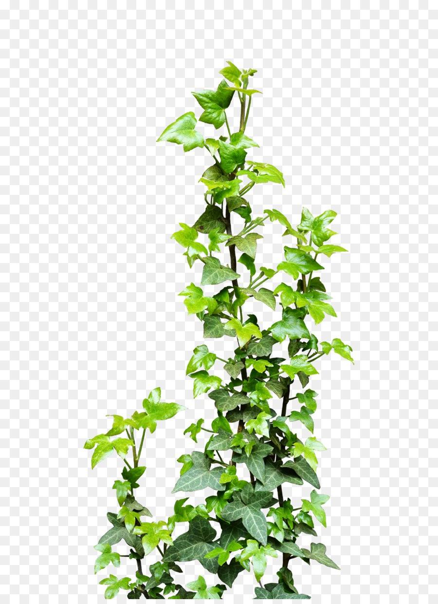 900x1240 hd kiss vine plant clip art ivy transparent drawing - Ivy Drawing