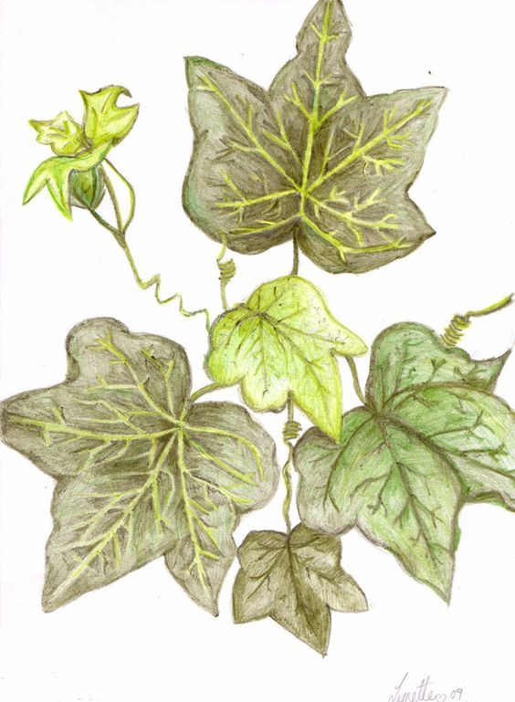 564x769 image result for draw hellebore leaves ivy drawings, leaf - Ivy Drawing