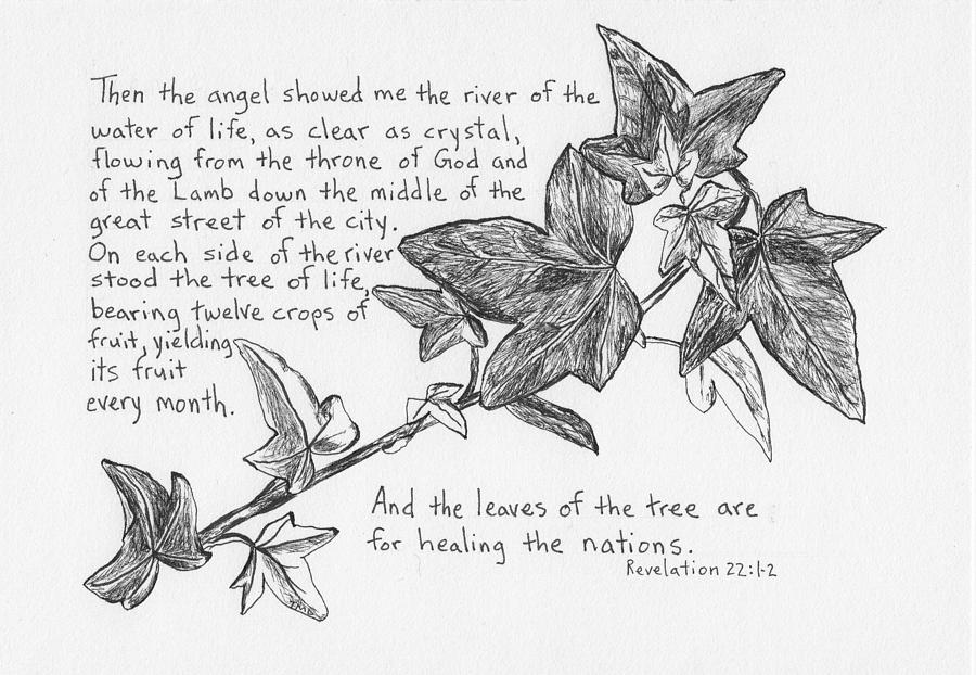 900x622 Ivy Branch Drawing - Ivy Drawing