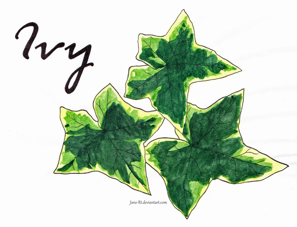 1022x782 Ivy Drawing - Ivy Drawing