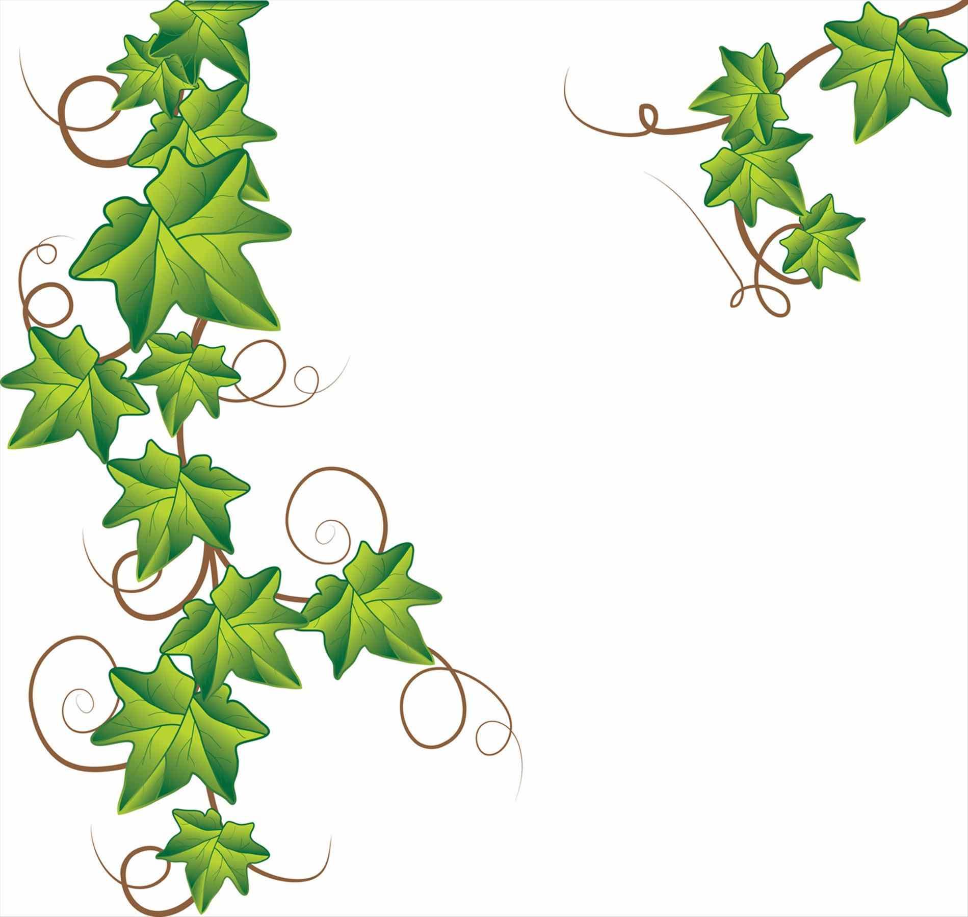 1899x1798 ivy poison ivy plant drawing plant clip art clipart collection - Ivy Drawing