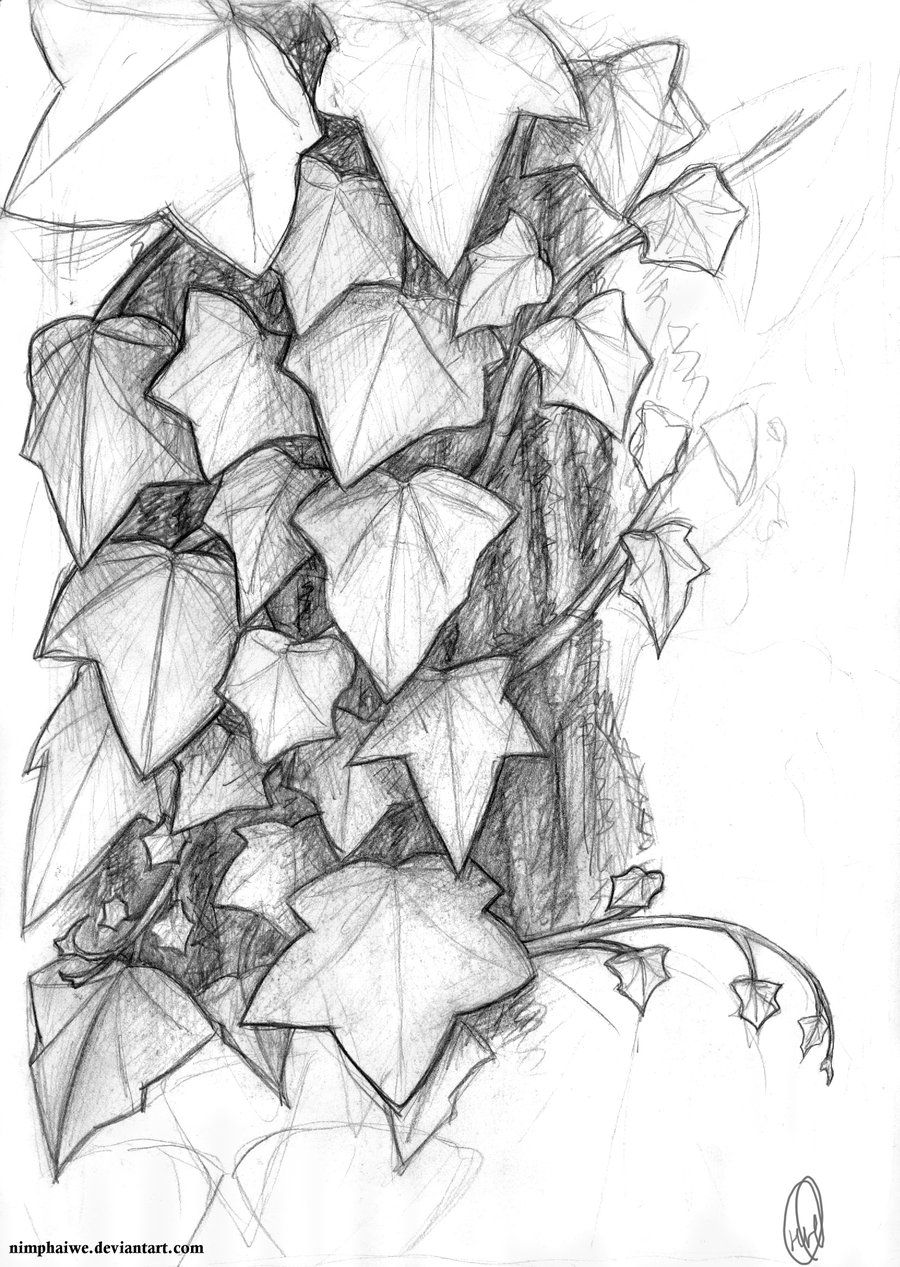 900x1267 Drawing Of Ivy Leaves Vines - Ivy Drawing