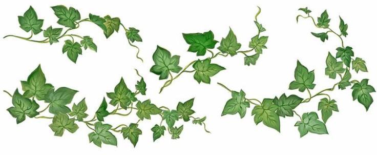 736x302 Ivy Drawing - Ivy Drawing