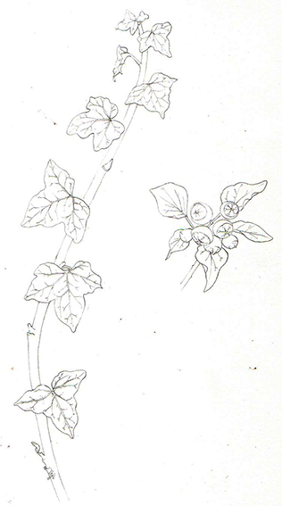 316x567 botanical illustration ivy - Ivy Drawing