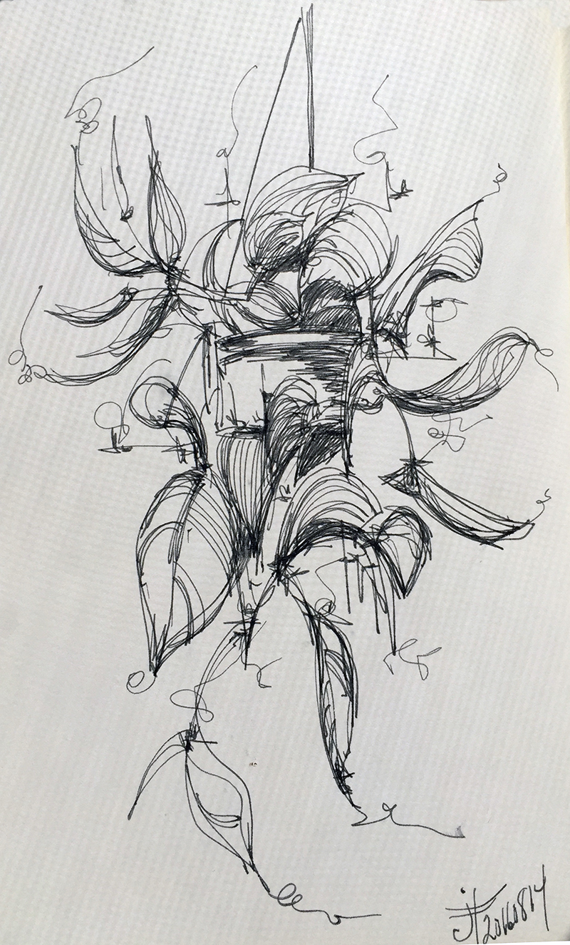 800x1325 devil's ivy - Ivy Drawing