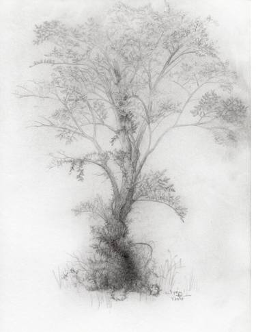 375x485 elm with ivy drawing - Ivy Drawing